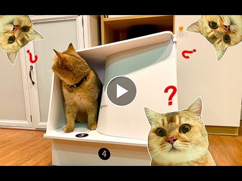 Đập hộp nhà vệ sinh khử mùi cho mèo PETKIT- WHITEVILLA CAT LITTER BOX