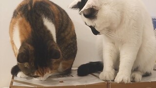 What happens if you accidentally touch your senior's head?