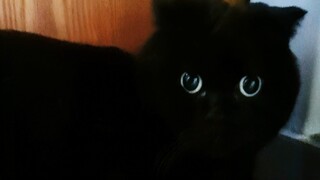画一只黑猫有多容易？