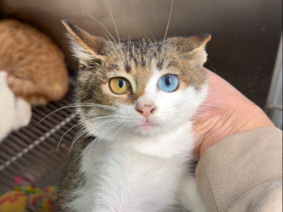 这次领养活动，这个小雀猫将会被疯抢