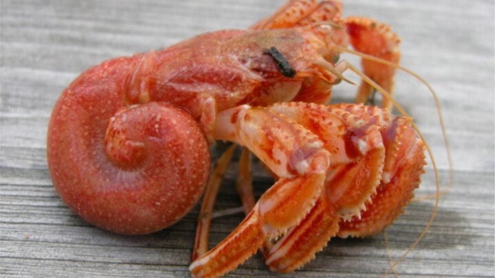 Ayo lihat, kepiting ermit yang telanjang bulat!