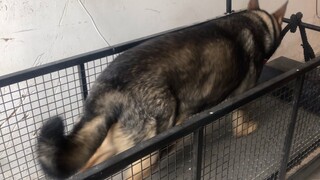 A 100-kg fat German Shepherd running on the treadmill