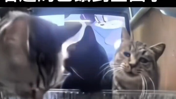 Cat: I’ve logged out of Earth Online.