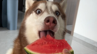 Husky eats watermelon, Border Collie eats watermelon, the difference in the way they eat is obvious 
