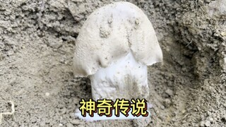 乡里乡亲都觉得鸡枞菌神奇的很，只要被你发现后就不会再长大#鸡枞#鸡枞菌#野生鸡枞菌#捡菌子
