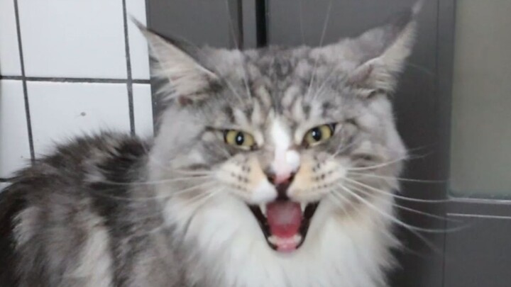 Bathing My Maine Coon Cat