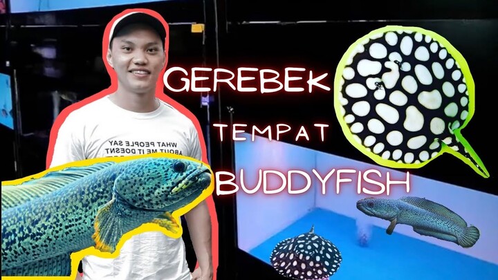GREBEK SHOWROOM RICHIE BUDDYFISH