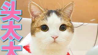Kitten merayakan Natal, dan kepalanya begitu besar hingga hampir tidak bisa masuk ke dalam pakaianny