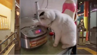 แมวตลก#06