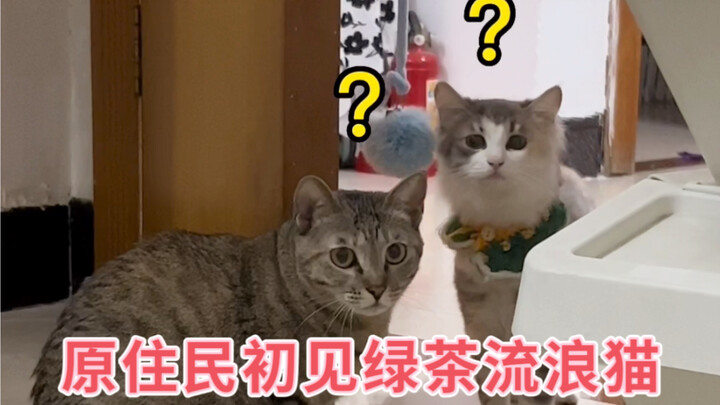 When my cat发现 I brought a stray cat home…