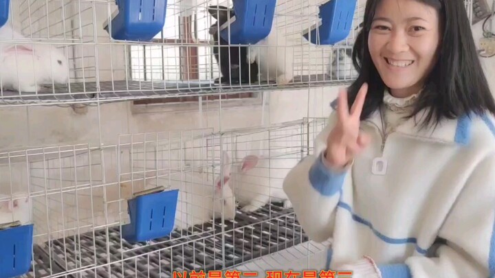 หลังจากลูกสะใภ้เลี้ยงกระต่าย สถานะในครอบครัวของเสี่ยวเฉินก็ตกฮวบเลย…