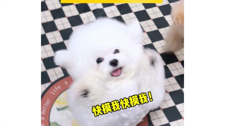 When I dared not touch my dog after coming home