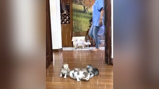 Bà Bông thấy có vẻ quan tâm quá. 😁😁foryoupage foryou tiktokvietnam #pet thucung meow cat tiktok