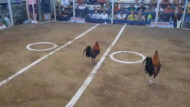 salcedo 888 first fight feb 27 taytay cockpit 3 cock