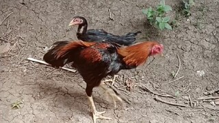 Proses tumbuh ekor Ayam Bangkok Ekor Lidi 6,5 Bulan