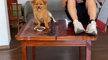 🐕‍🦺