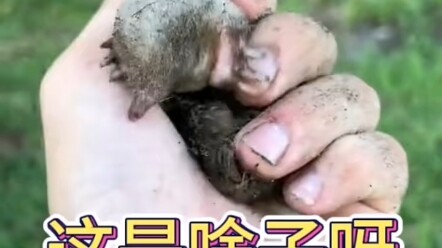 Tìm thấy một con vật không có mắt