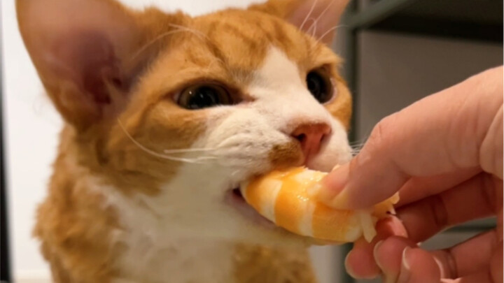 أول مرة في حياتي أكل فيها الروبيان!