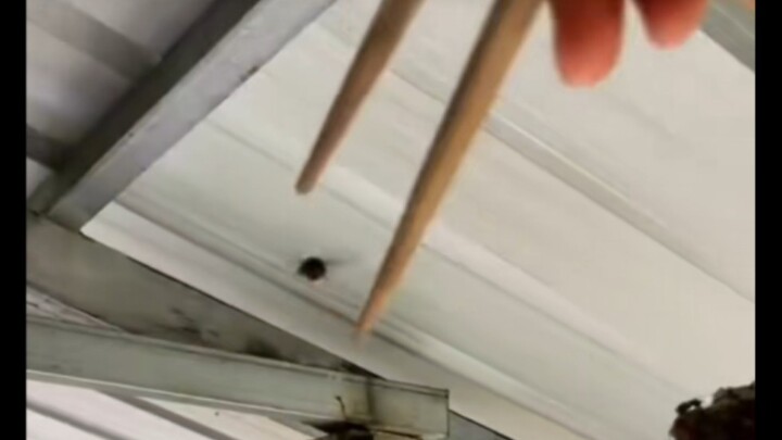 الشّبكة تهتز، الأخ الكبير الشبكة تهتز!