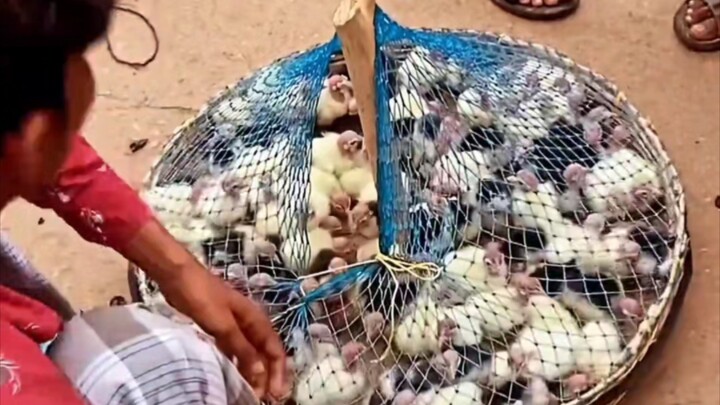 Gà con: Quá bá đạo, lại sống thêm được một ngày rồi!