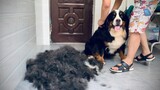 [Animal] Combing Hair for the Bernese Mountain Dog