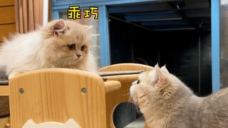 Nhân viên mới Chử Chử gặp mặt cả đoàn rồi, chẳng những mất nụ hôn đầu mà còn bị tát một cái 😂