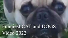 LATEST 2022 Funniest Cat And Dogs Funny Animal Videos