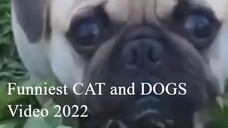 LATEST 2022 Funniest Cat And Dogs  Funny Animal Videos