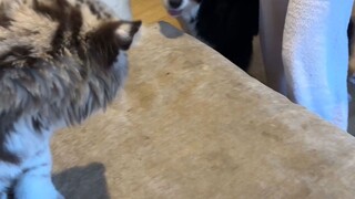 What to do when your kitten jumps onto the sofa! Here's the ultimate solution!