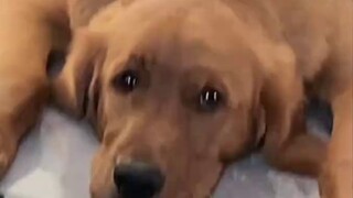 Whose puppy sits like this?