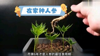 价值几百的人参，自己在家就可以种，以后等长成熟了煲汤