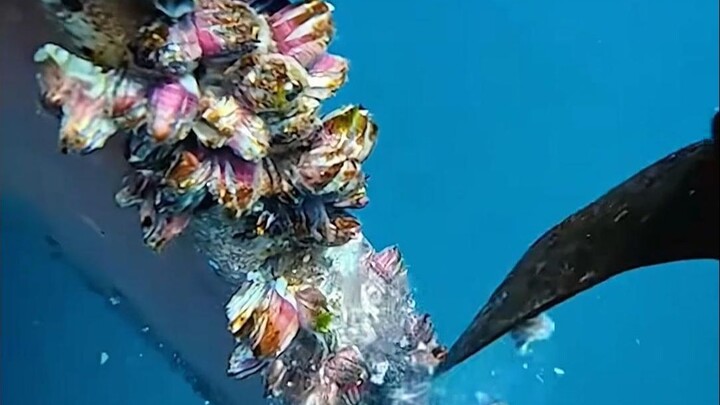 海洋里的藤壶，为啥铲下来就直接扔海里？