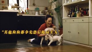 主人测试那条狗狗最适合当导盲犬，结果一群狗想她冲过来！一口气看完高分电影《导盲犬小Q》