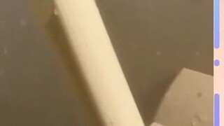 Osaka cats see how much water-saving showers can save? Hahaha, they almost sent the audience away (T