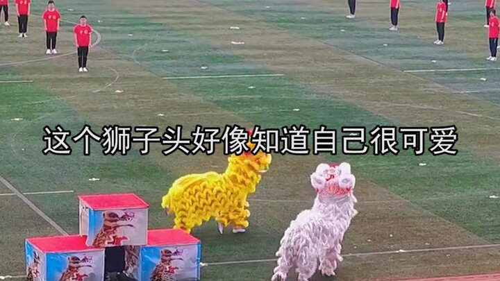 Đầu sư tử này hình như biết mình dễ thương