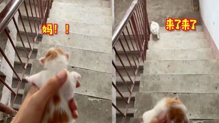 别拿我儿开玩笑！猫妈爱出去玩，主人“挟猫崽以令猫妈”神速召回