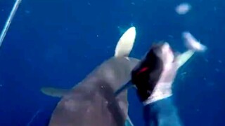Scary Huge Fish Attacks Under Water