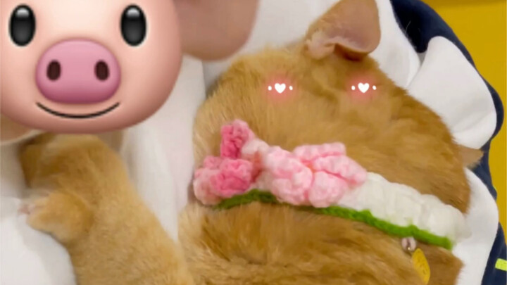 ที่แท้หนุ่มหล่อถูกจูบแล้วจะเขินเหรอ?