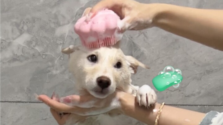 Cô em Shiba trắng bốn tháng tuổi lần đầu tiên được tắm, vậy mà ngoan đến thế!