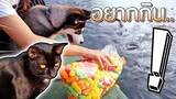 หมา VS ปลา !! พาเออเรอร์กับมิงุไปให้อาหารปลา..ครั้งแรก - DING DONG DAD
