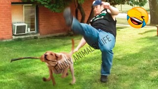 Best Funny Animal Videos 2022 😺 - Funniest Dogs And Cats Videos 🤣😂