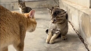 The kitten's tutor is pretty strict too!