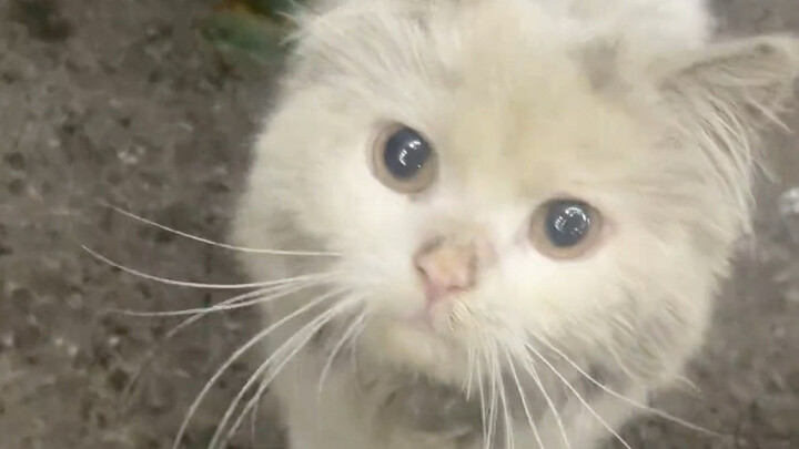 Encountering a Stranded Princess Kitten