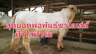 #พ่อพันธุ์วัวชาโรเล่ส์ระดับแชมป์หลายถ้วยรางวัลการันตี|