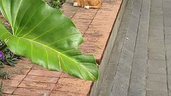 SUNBATHING ORANGE CAT
