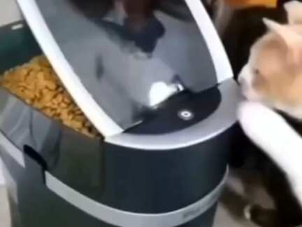 Funny Cat Compilation from Abroad (4)