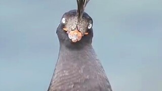 “Tôi xấu à???”