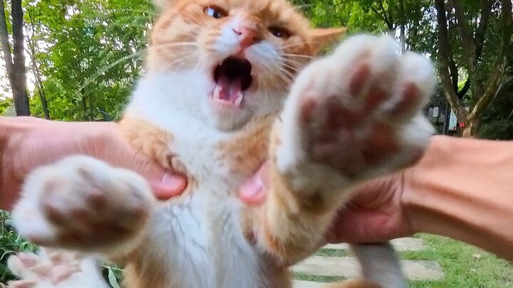Head-Loan Photography: The First Time I Got Into a Fight with a Cat