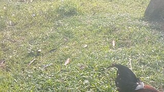 RA GAMEFARM