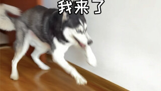 سمعت أنكم ما زلتم تريدون رؤية الهاسكي الذي يأتي متى دُعي.